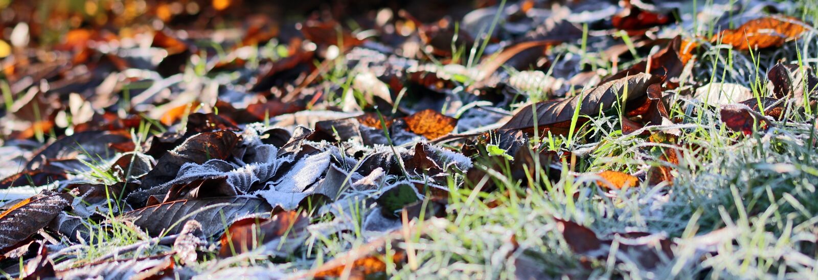 Canon EOS 80D sample photo. Meadow, ripe, hoarfrost photography