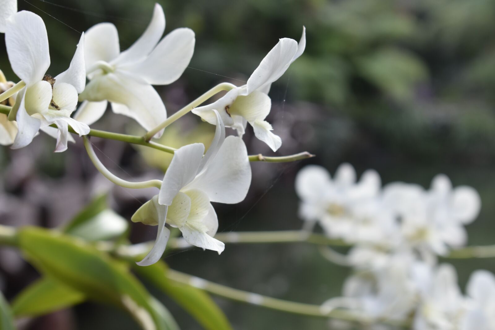 Nikon D3400 sample photo. Orquid, flora, thai photography