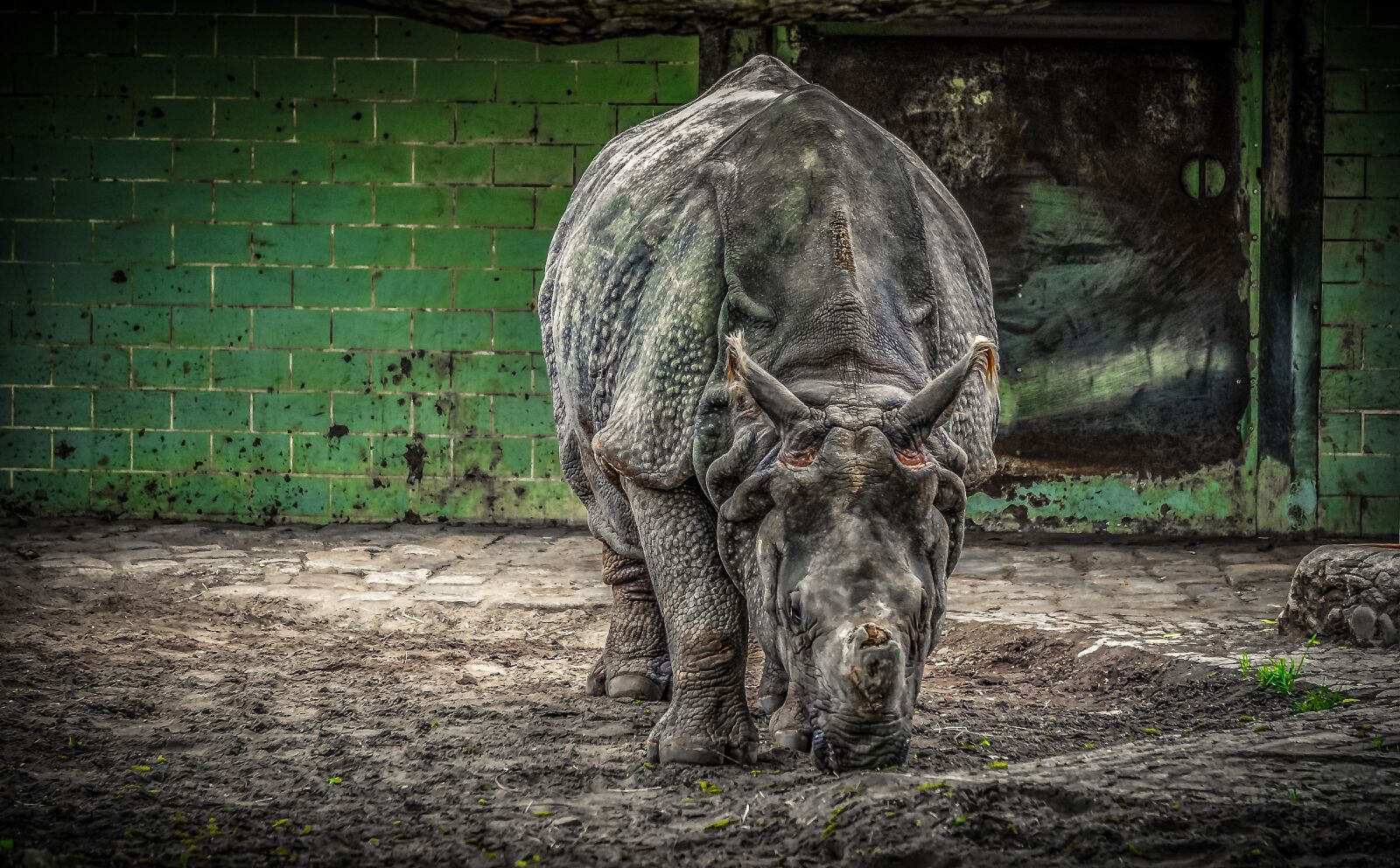 Sony E 55-210mm F4.5-6.3 OSS sample photo. Rhino, panzer, pachyderm photography