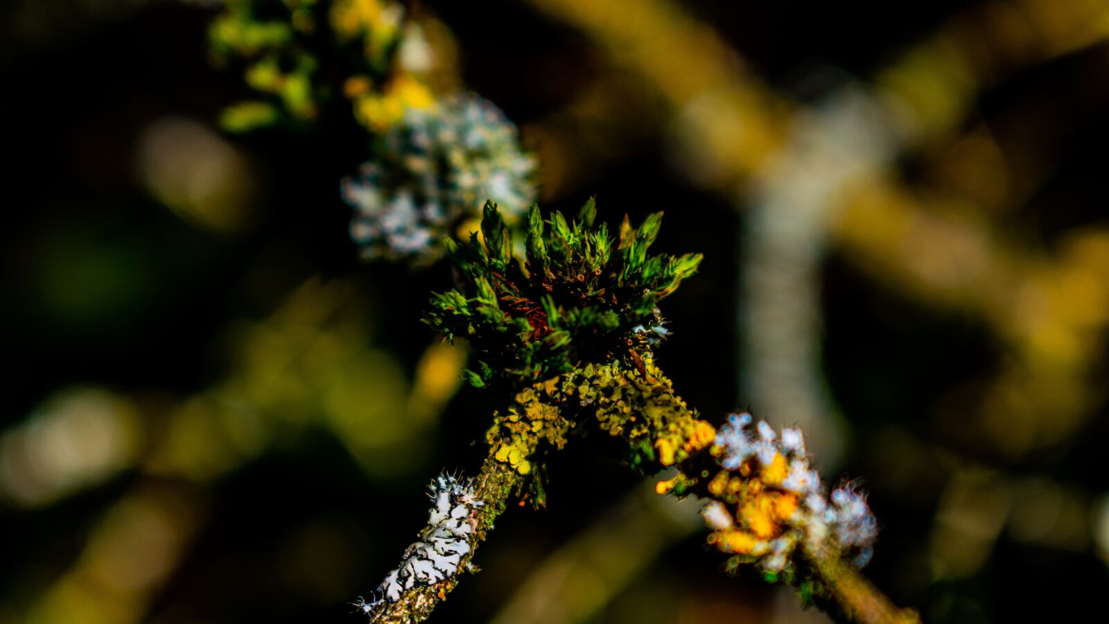 Nikon D3400 sample photo. Tree, green, nature photography
