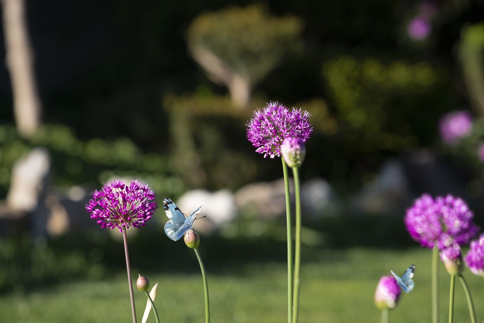 Canon EOS 6D Mark II sample photo. Flower, butterfly, summer photography