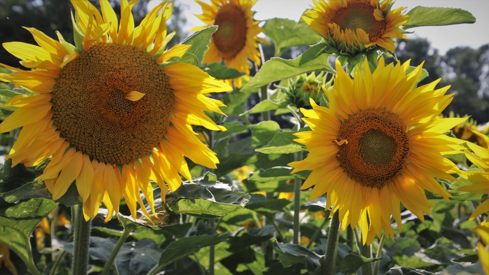 Canon EOS 80D sample photo. Boost, clear, sunflowers photography