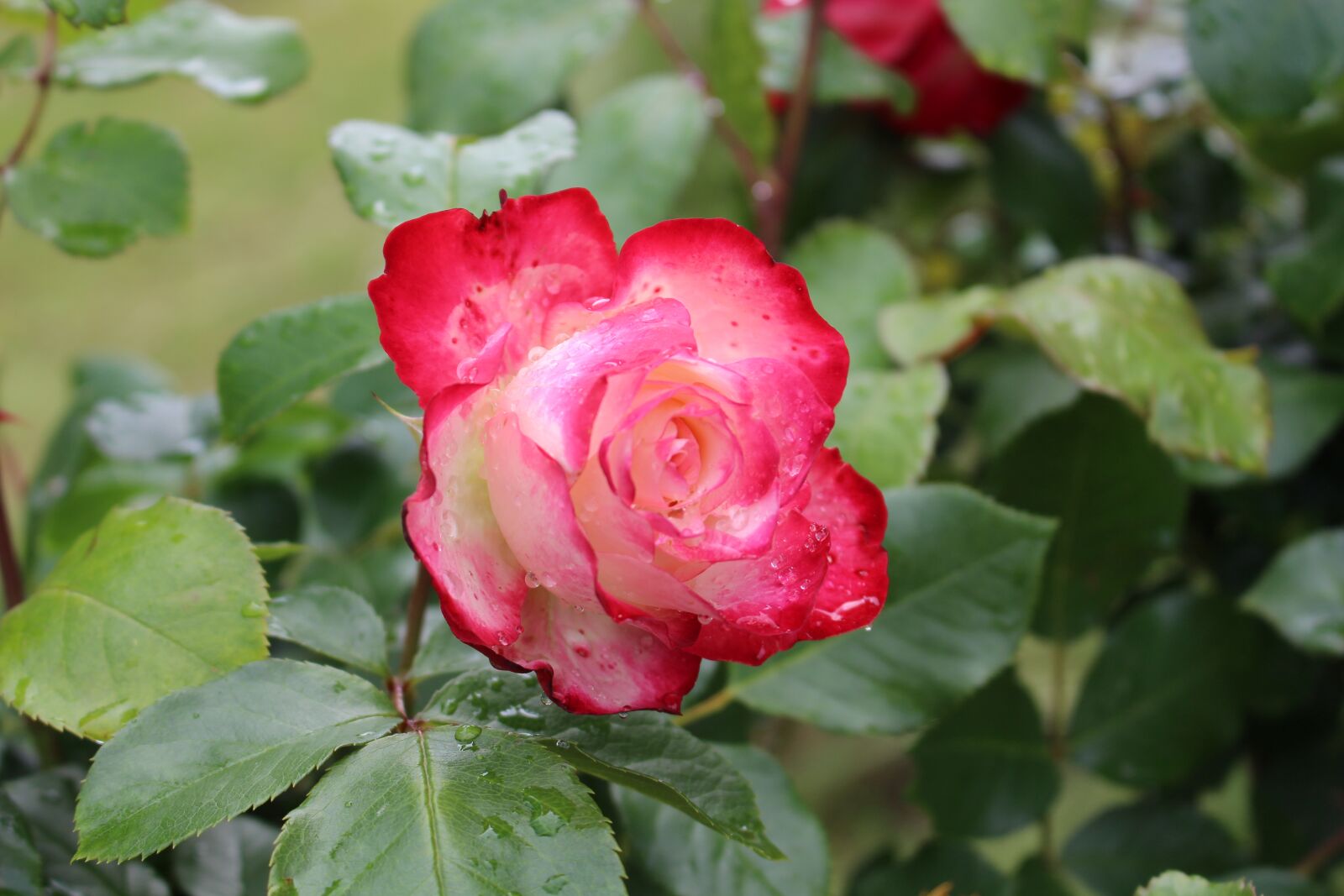 Canon EOS 700D (EOS Rebel T5i / EOS Kiss X7i) sample photo. Rose, flower, summer photography