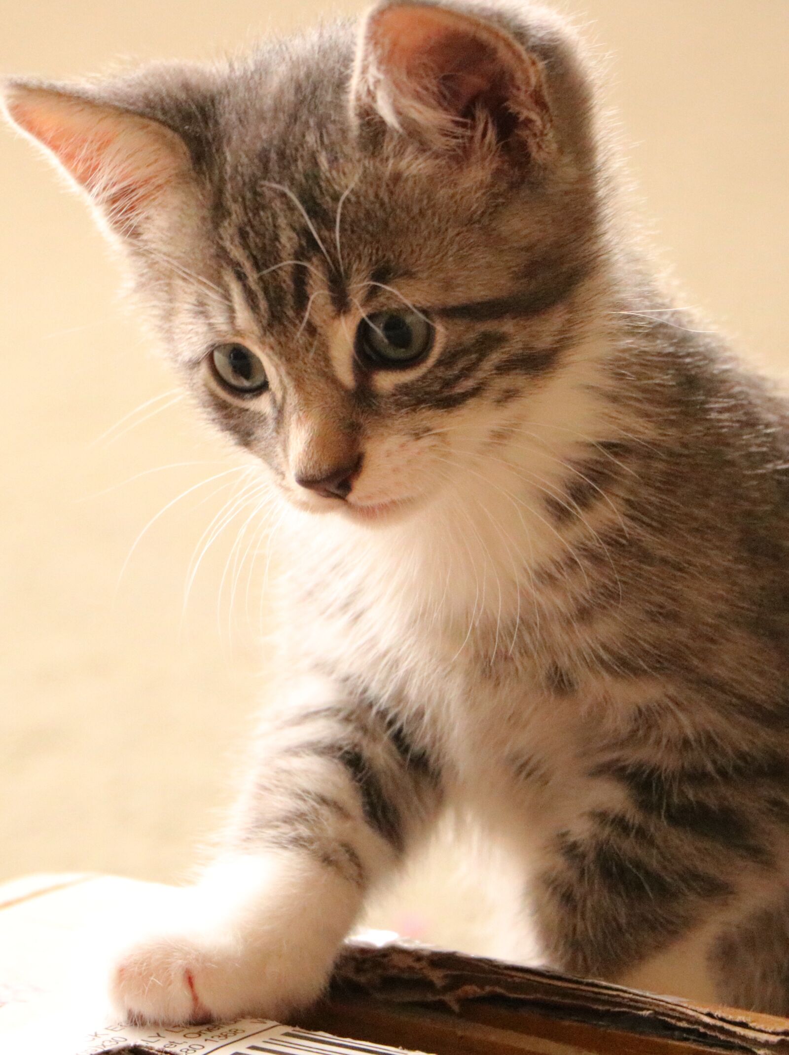 Canon EOS 750D (EOS Rebel T6i / EOS Kiss X8i) sample photo. Cat, kitten, cute photography