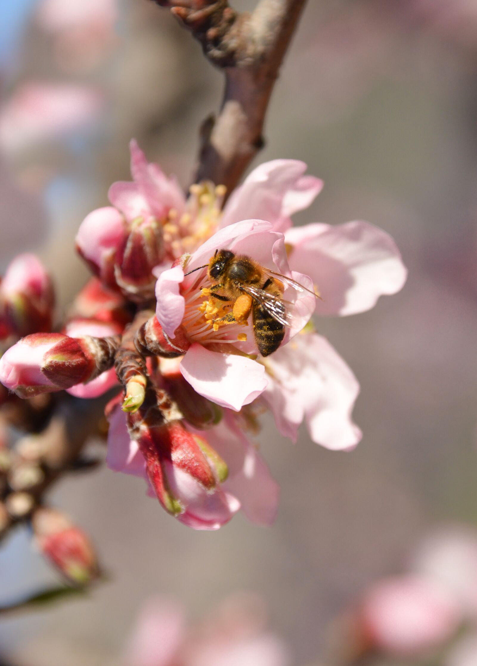 Nikon D3200 sample photo. Blossom, tree, pink photography