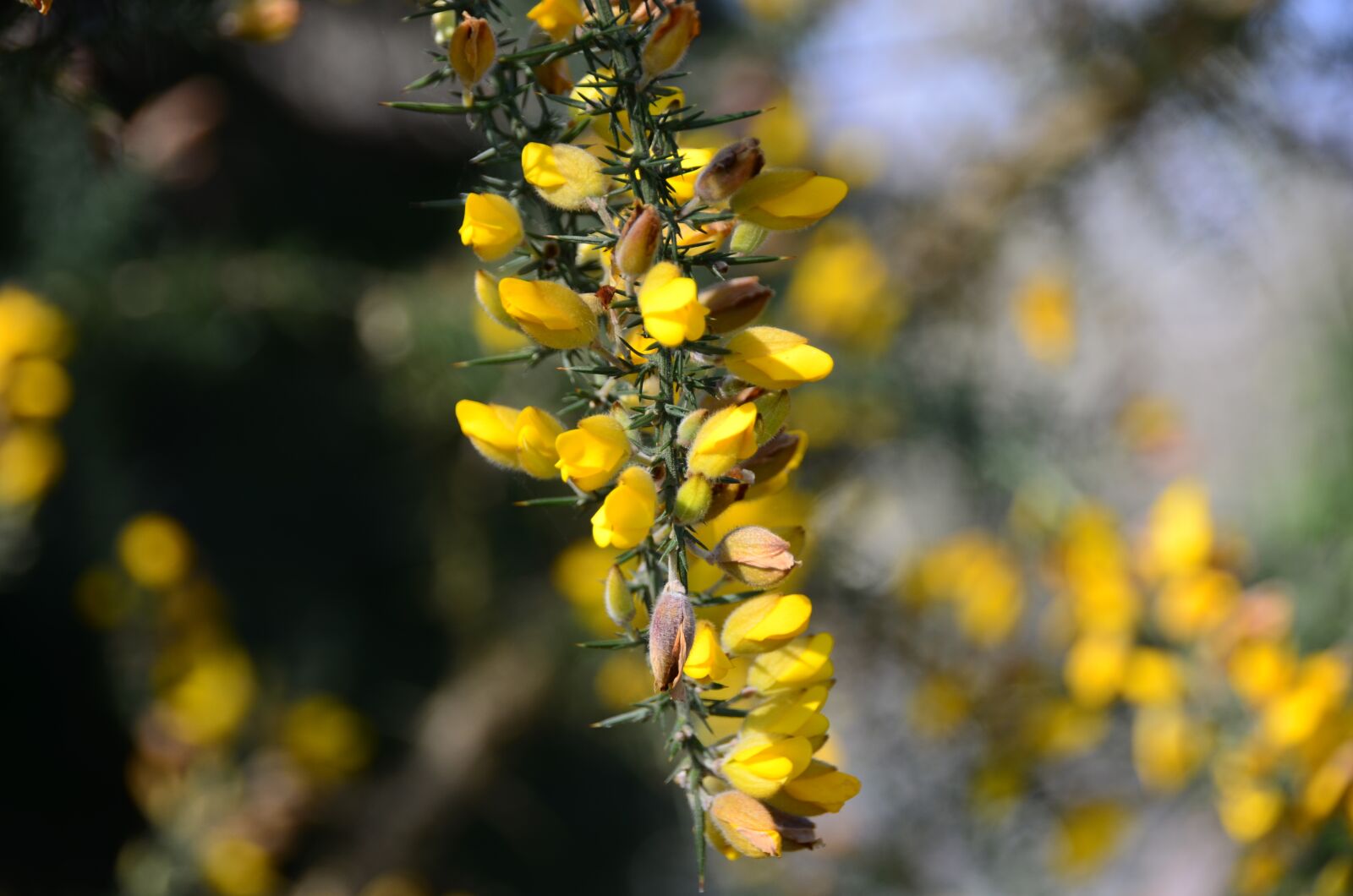 Nikon D5100 sample photo. Broom, shrubs, flowers photography