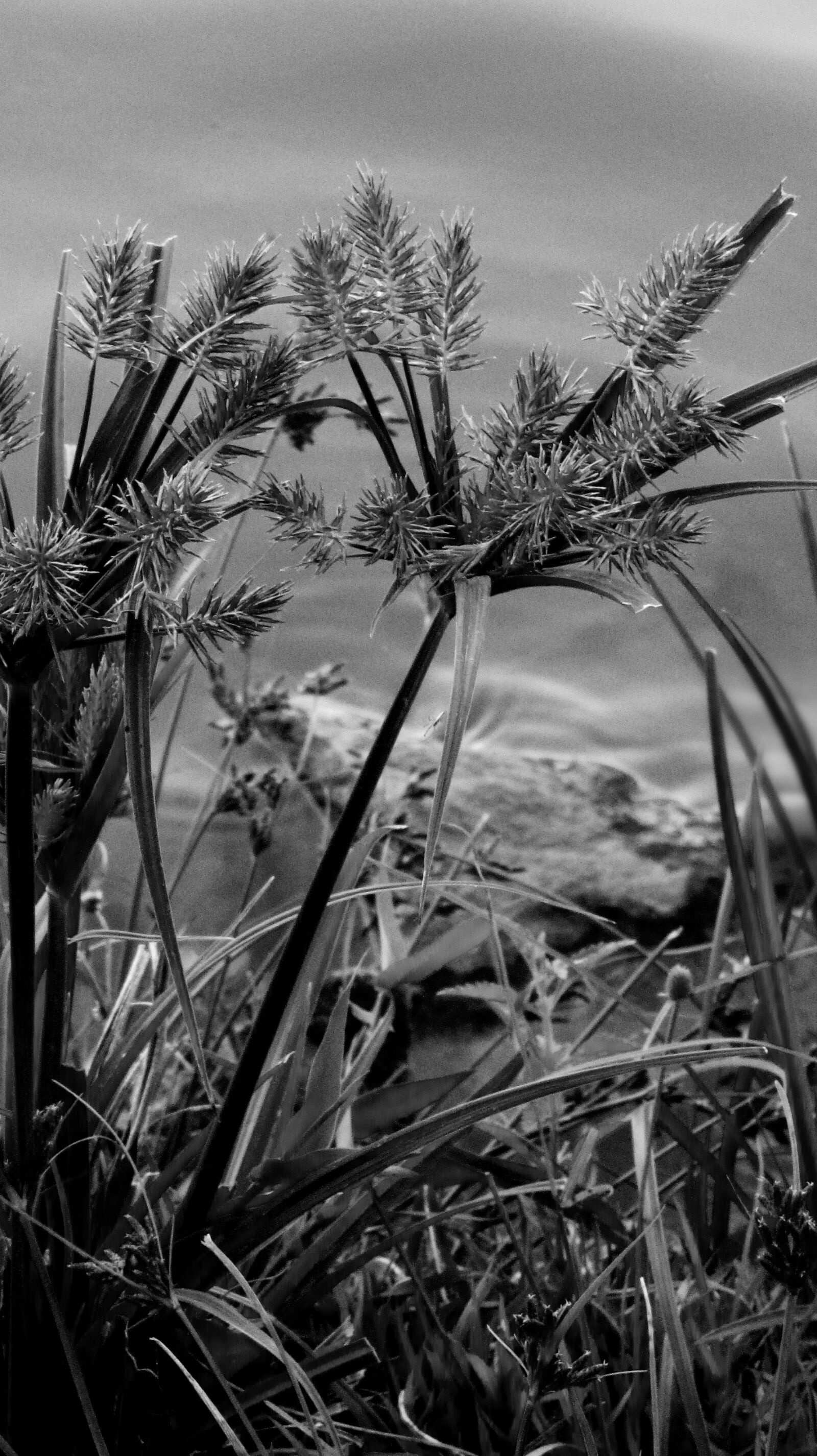 Canon PowerShot SX530 HS sample photo. Black and white, lake photography