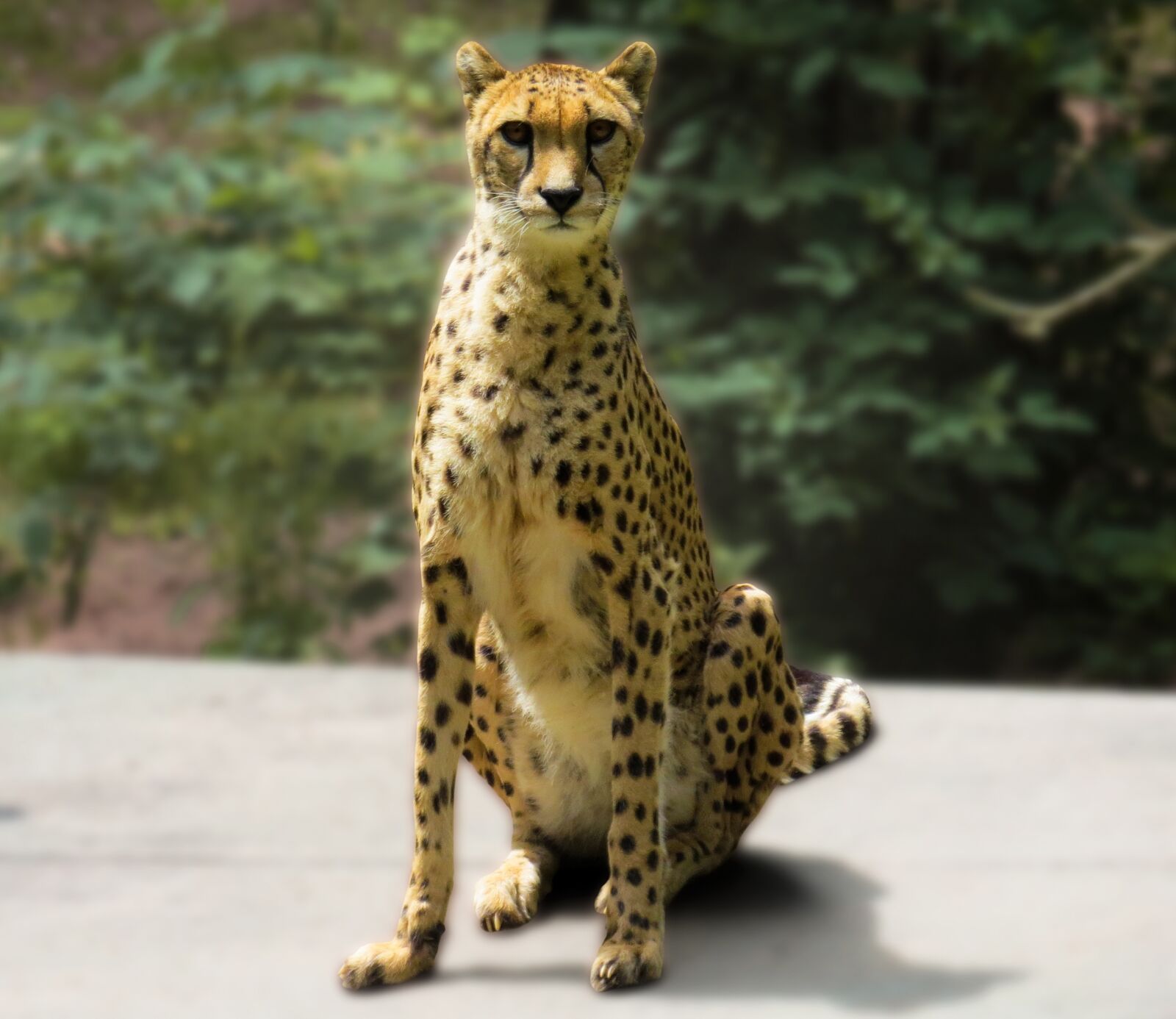 Canon PowerShot SX50 HS sample photo. Animal world, cheetah, big photography