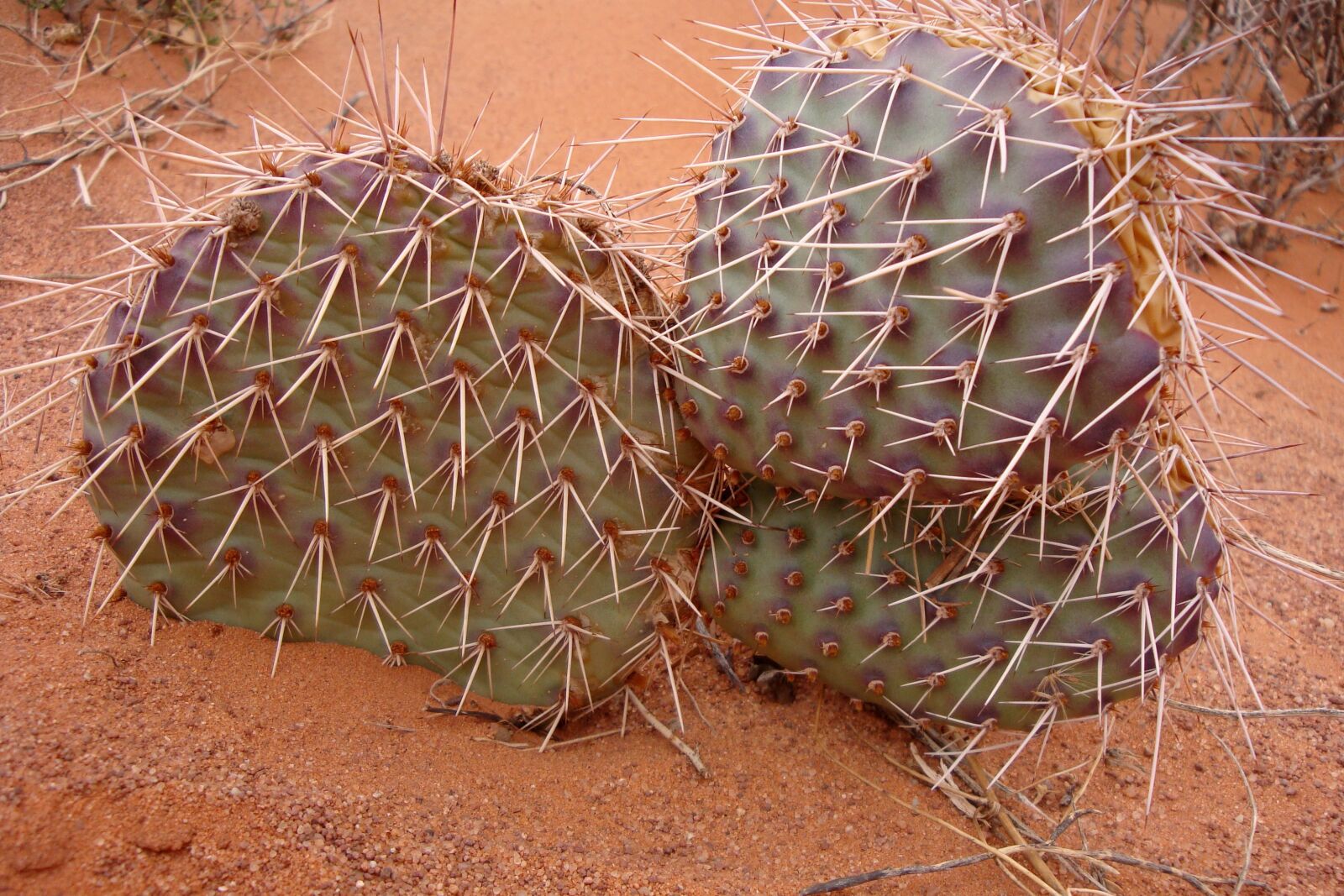 Sony Cyber-shot DSC-W150 sample photo. Cactus, desert, green photography