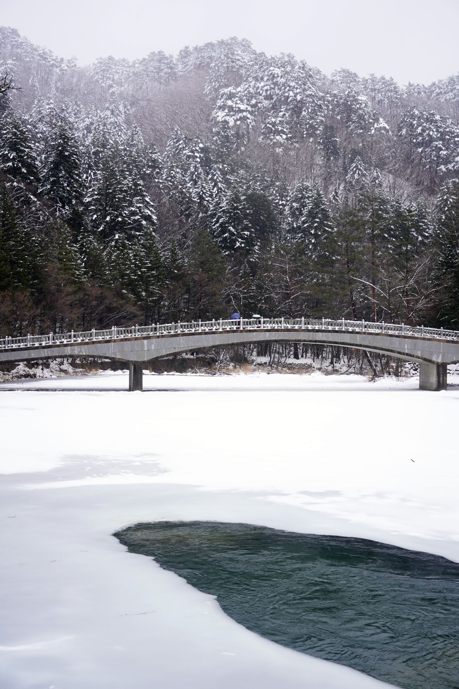 Sony FE 24-105mm F4 G OSS sample photo. Snow, winter, pine photography