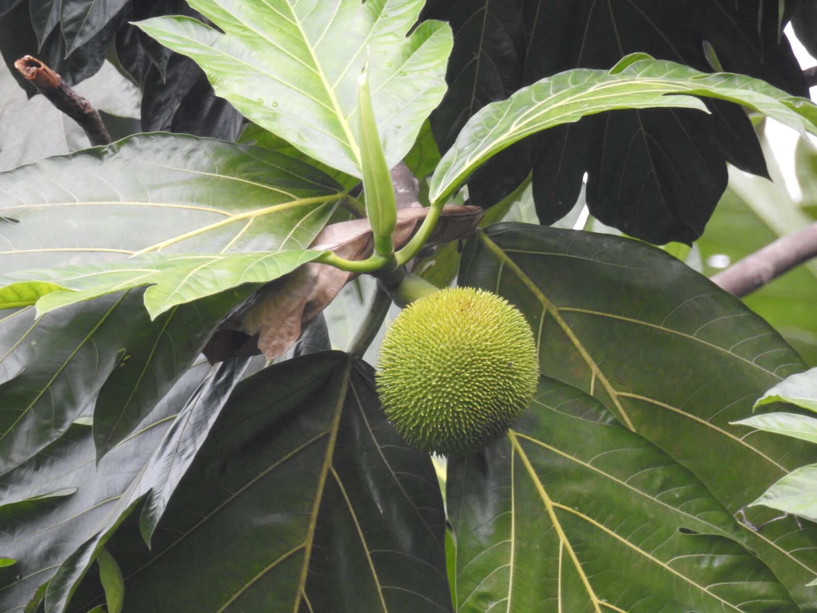 Nikon Coolpix P900 sample photo. Fruit, jungle, tree photography