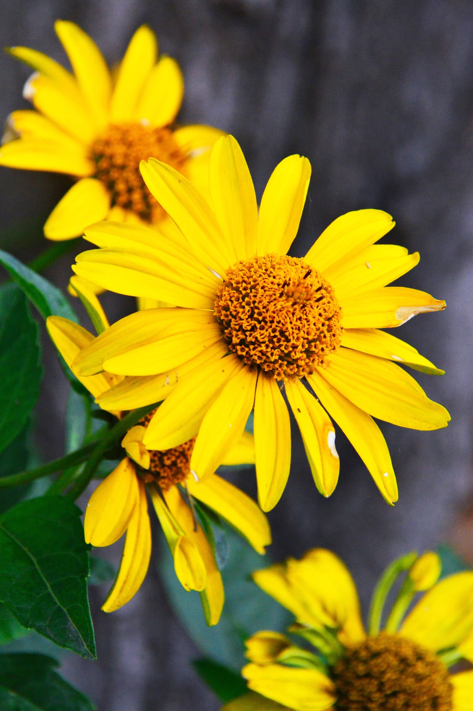 Nikon D3200 sample photo. Yellow, yellow flower, flowers photography
