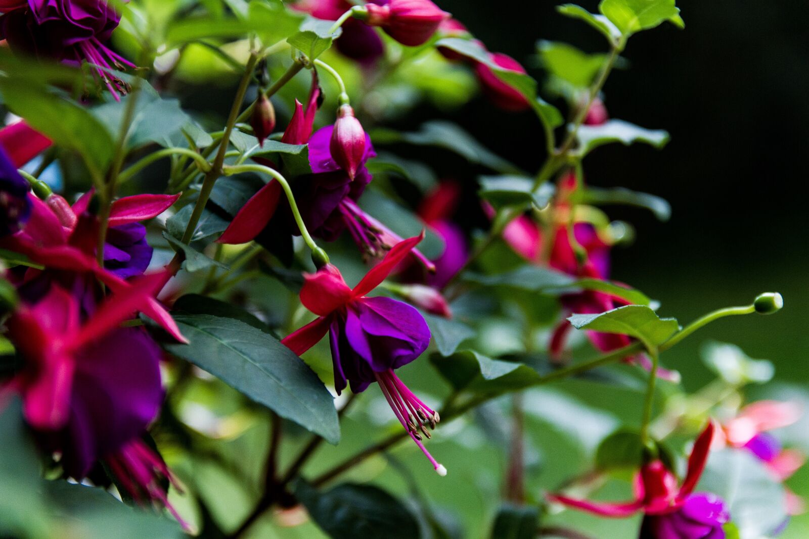 Canon EOS 7D sample photo. Nature, plant, green photography