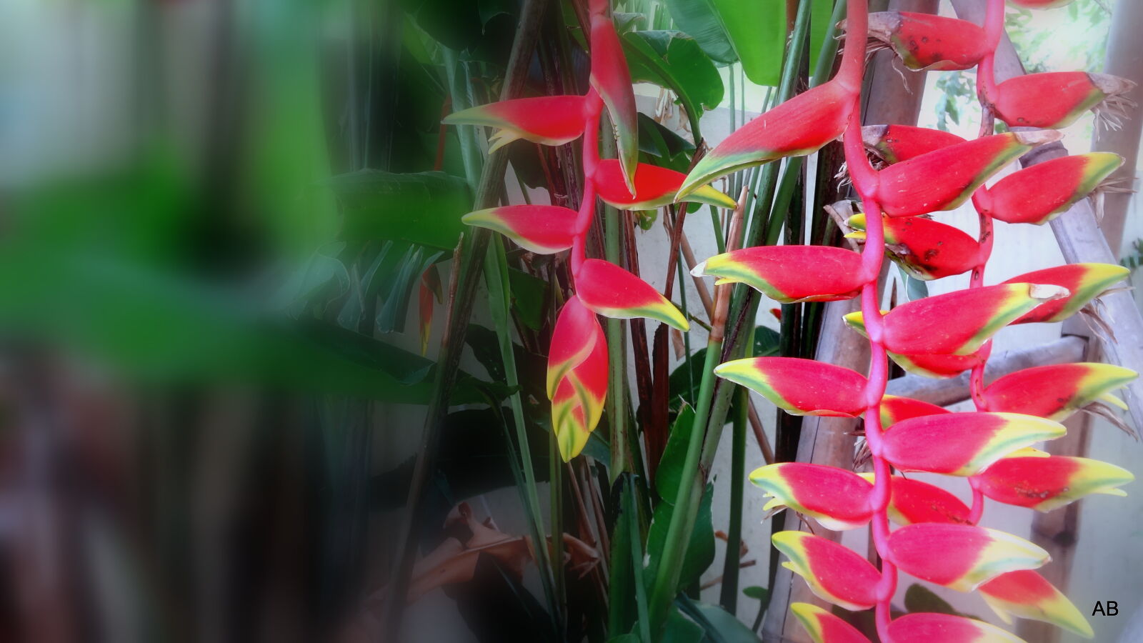 Sony Cyber-shot DSC-HX9V sample photo. Close, up, of, flowers photography