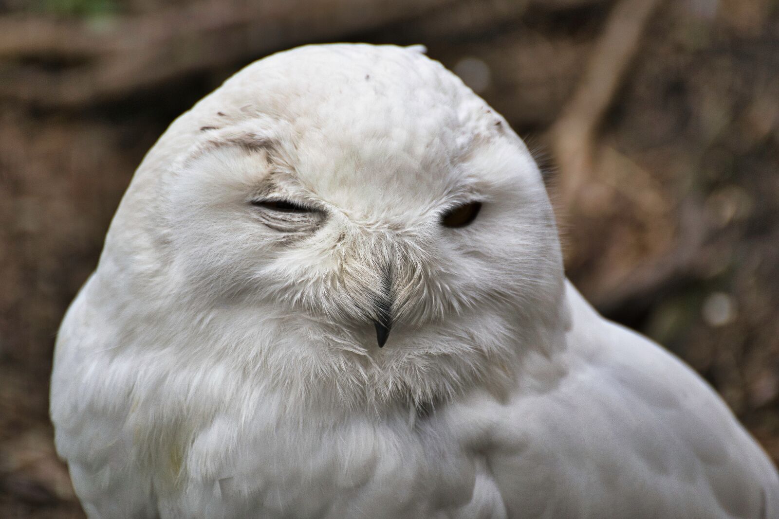 Nikon D5300 sample photo. Snowy owl, animal, owl photography