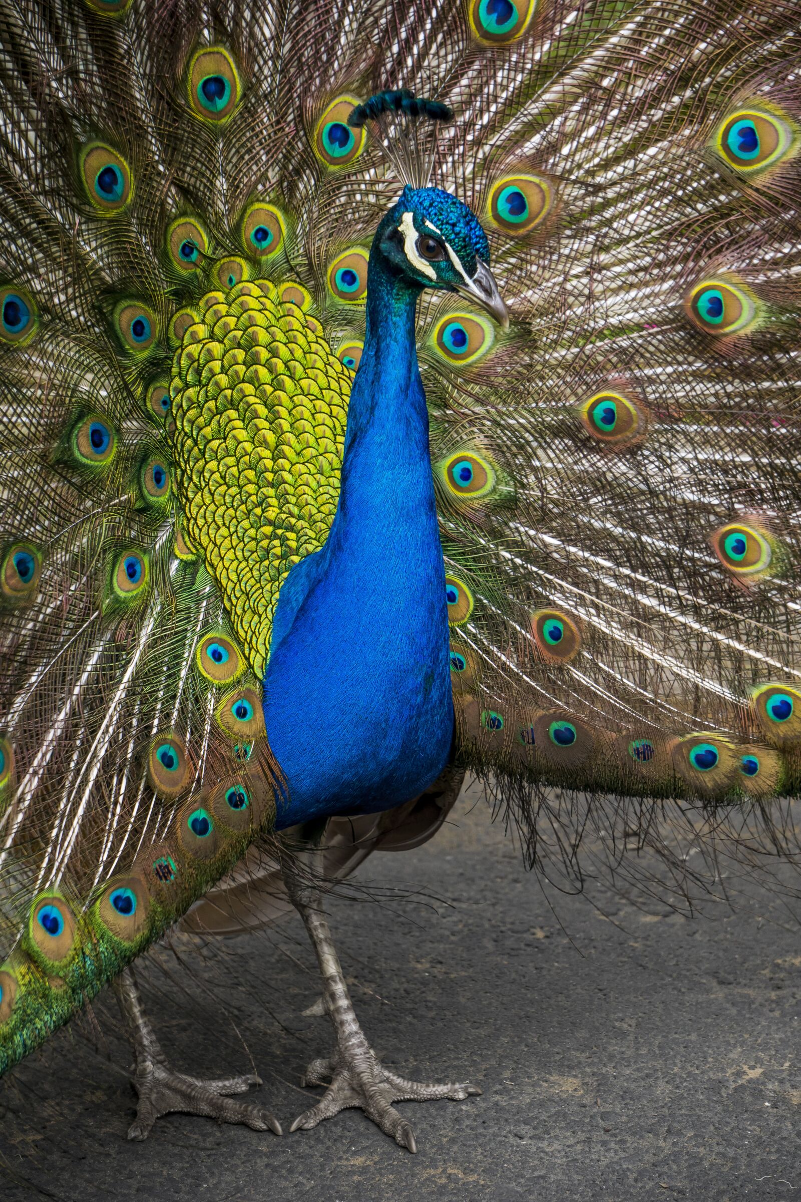 Sony E 55-210mm F4.5-6.3 OSS sample photo. Animal, beak, bird photography