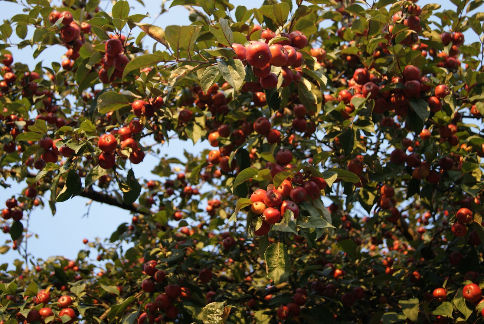 Sony Alpha DSLR-A230 sample photo. Apples, tree, fruiting tree photography