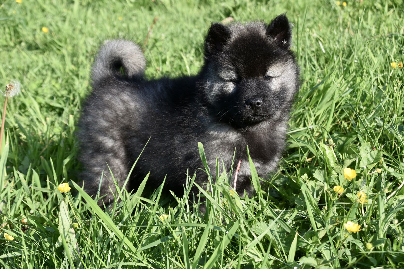 Nikon D5600 sample photo. Dog, puppy eurasier puppy photography