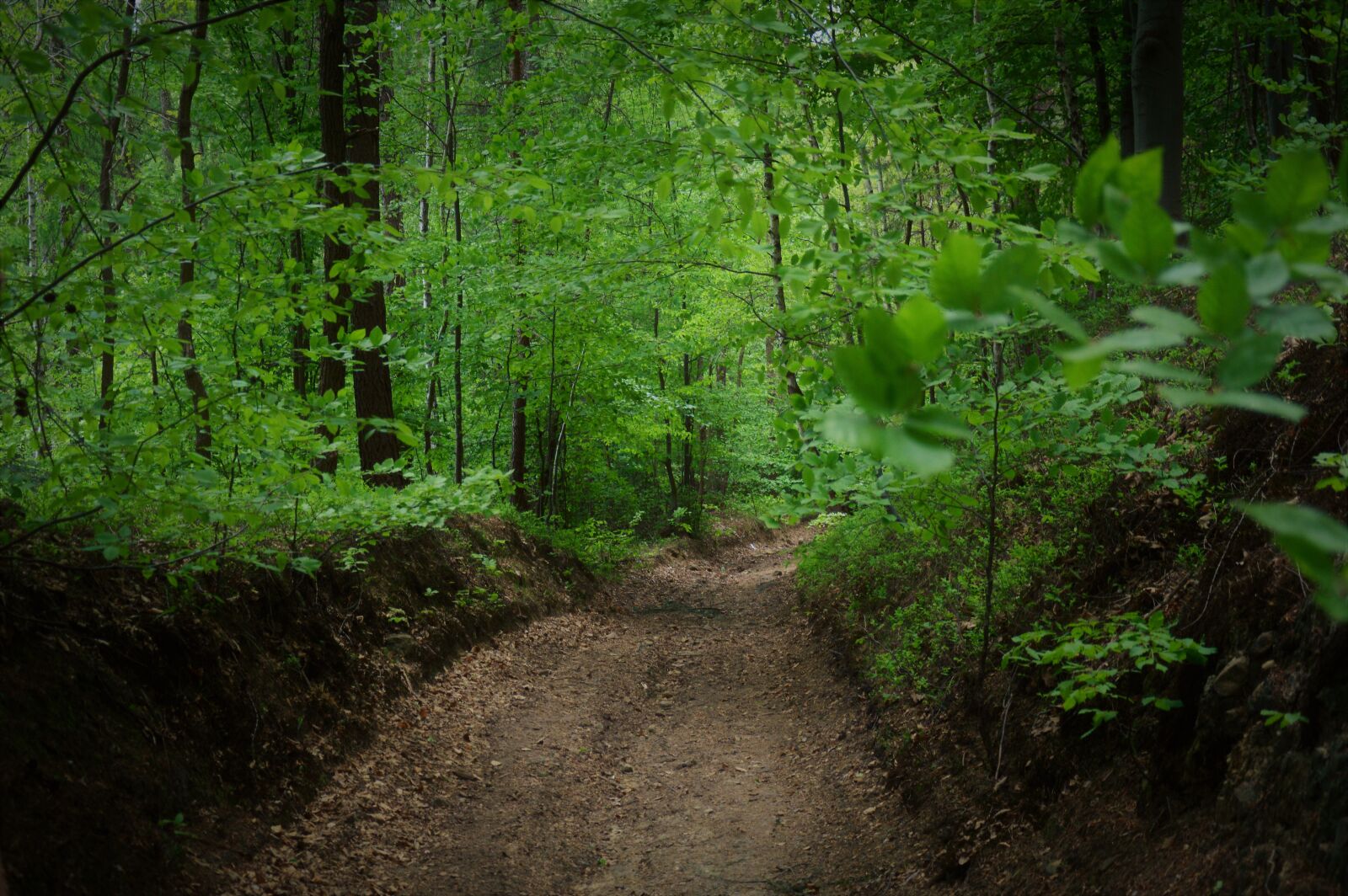Nikon D3200 sample photo. Forest, summer, tree photography