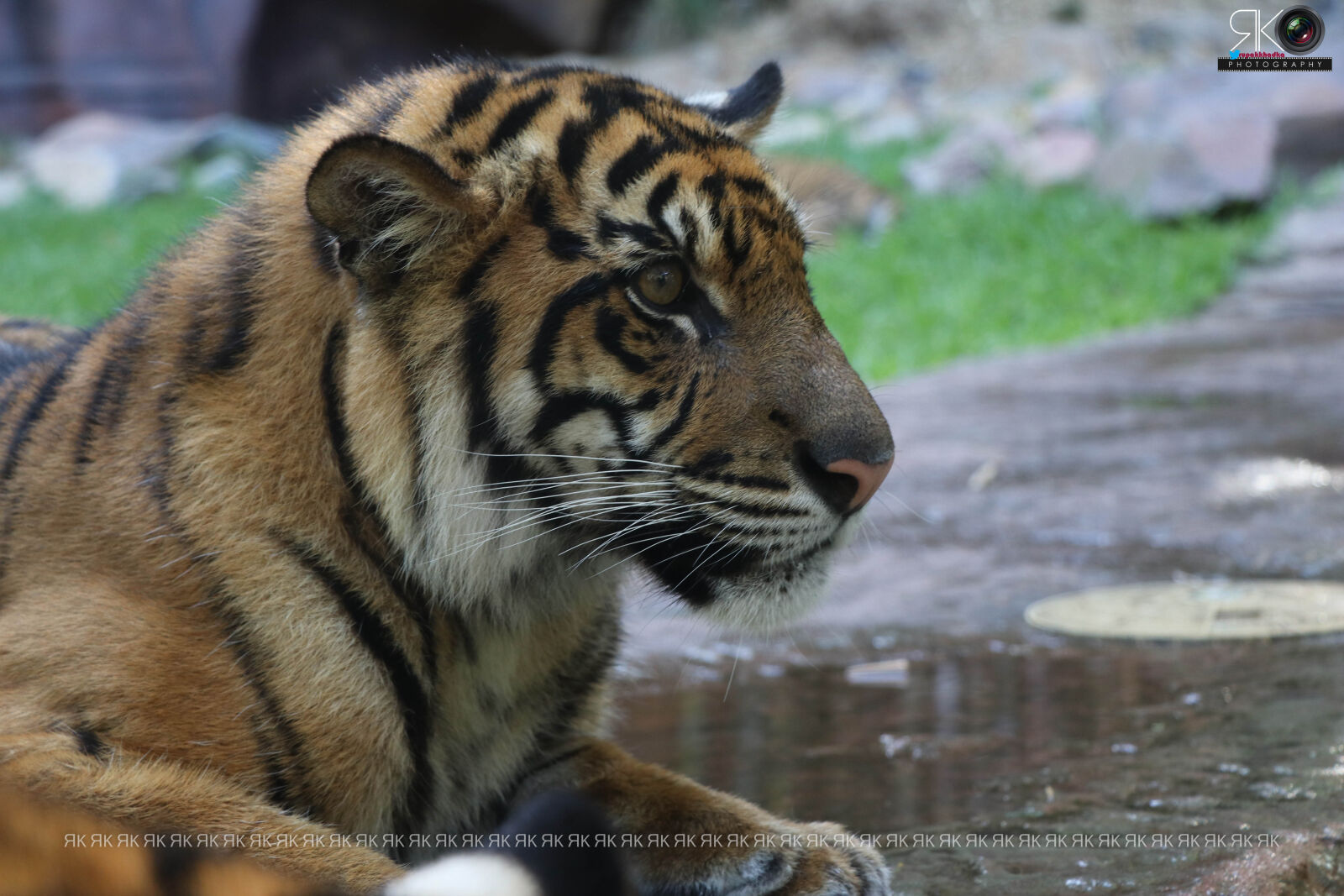 Canon EOS 80D sample photo