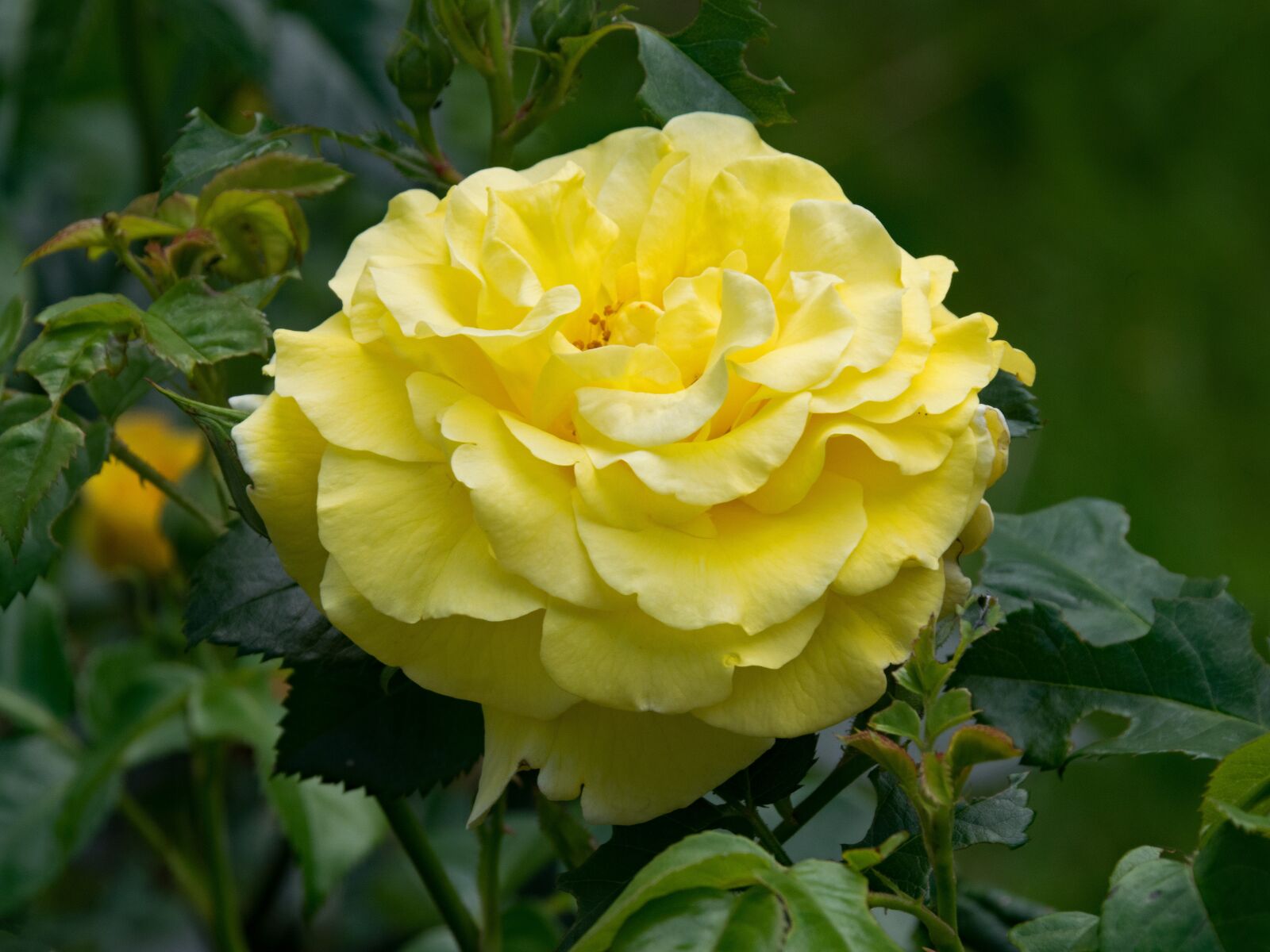 Nikon D5300 sample photo. Rose, light queen lucia photography