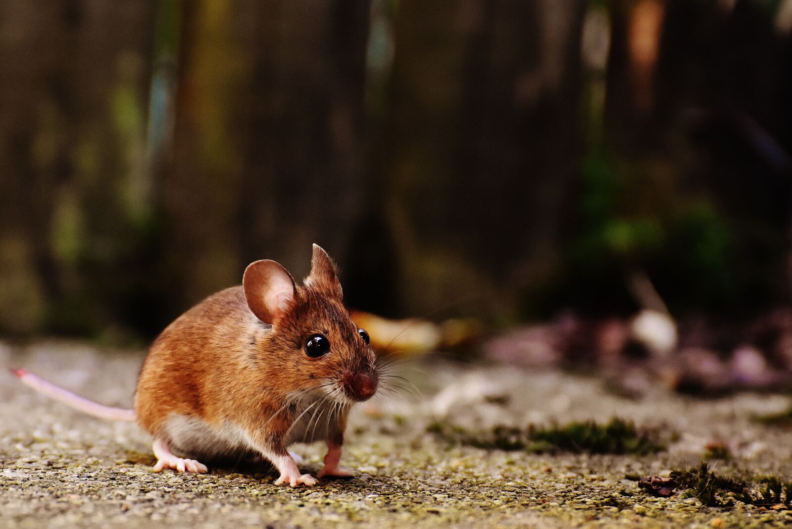 Nikon D7200 sample photo. Mouse, rodent, cute photography