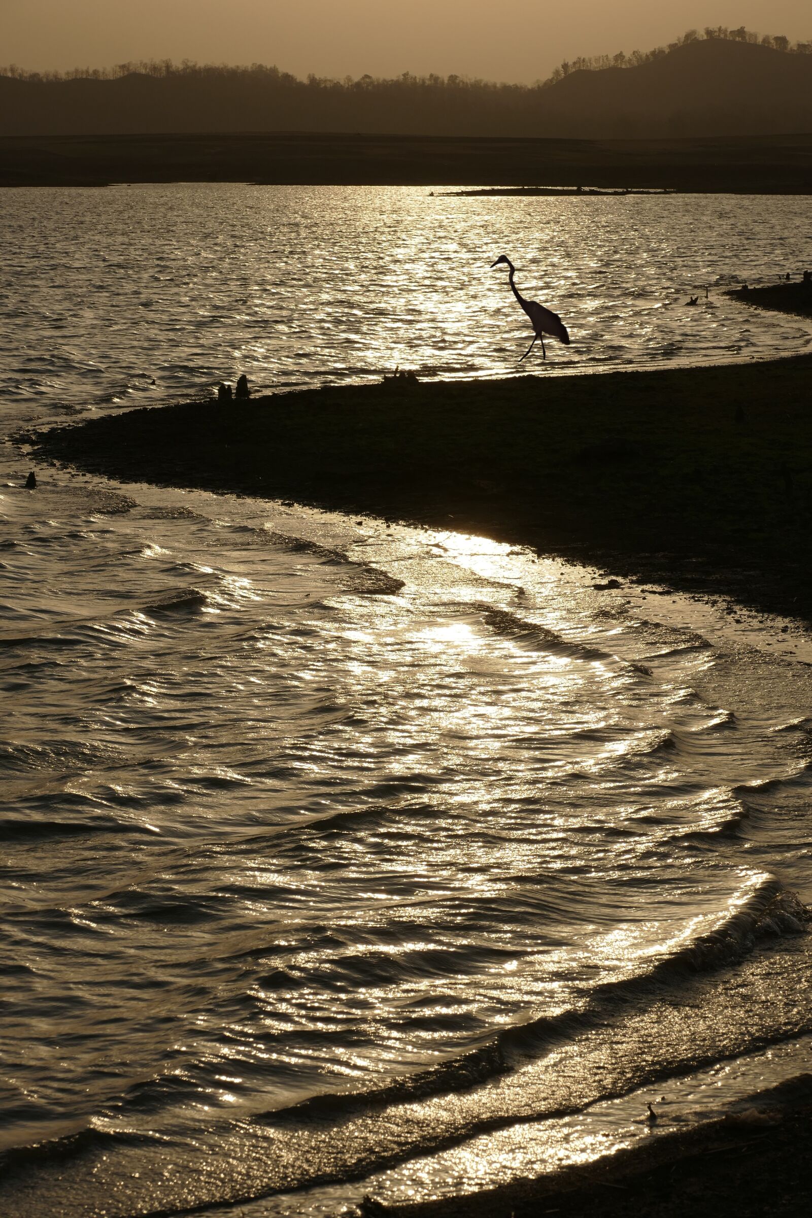 Panasonic Lumix DMC-FZ1000 sample photo. Sun, bird, sunset photography
