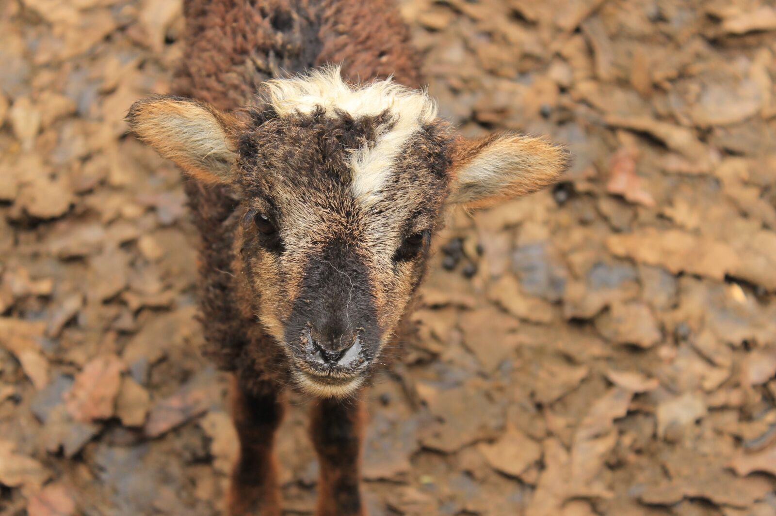 Canon EOS 1100D (EOS Rebel T3 / EOS Kiss X50) sample photo. Animal, calf, sheep photography