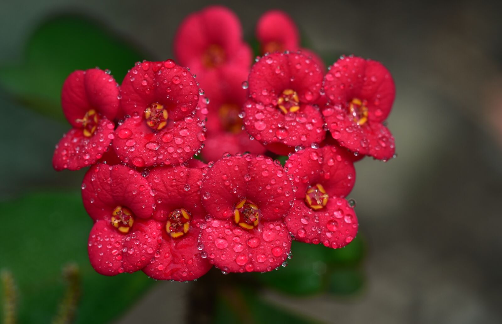 Nikon D750 sample photo. Thorn, flower, blossom photography