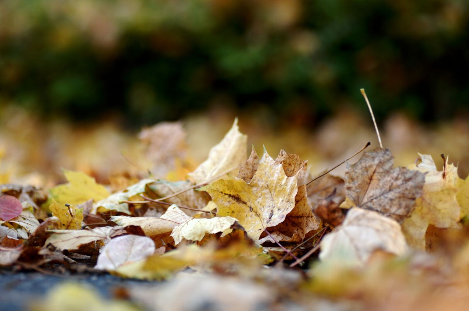 Nikon D300 sample photo. Leaves, autumn nature, yellow photography