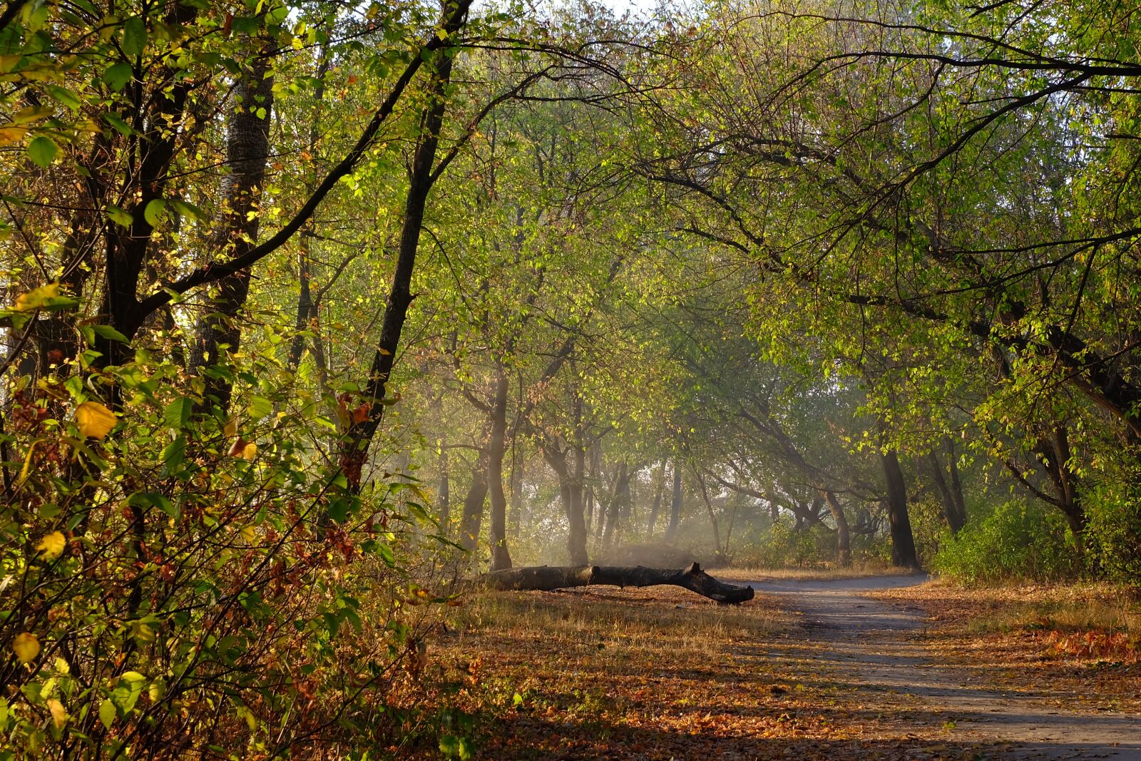 Fujifilm X-A1 sample photo. Forest, morning, trail photography