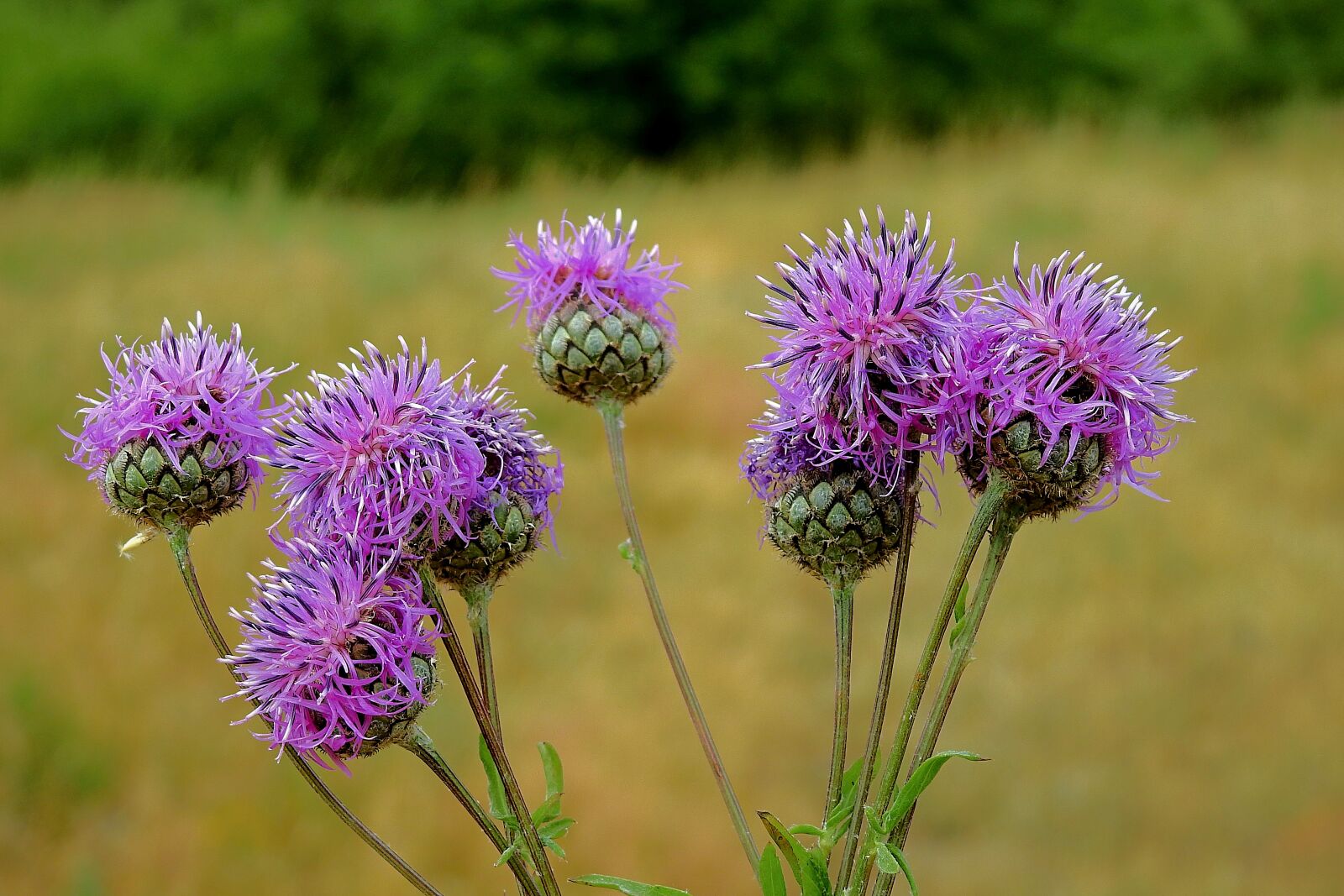 Nikon Coolpix P900 sample photo. Meadow, thistles, summer photography