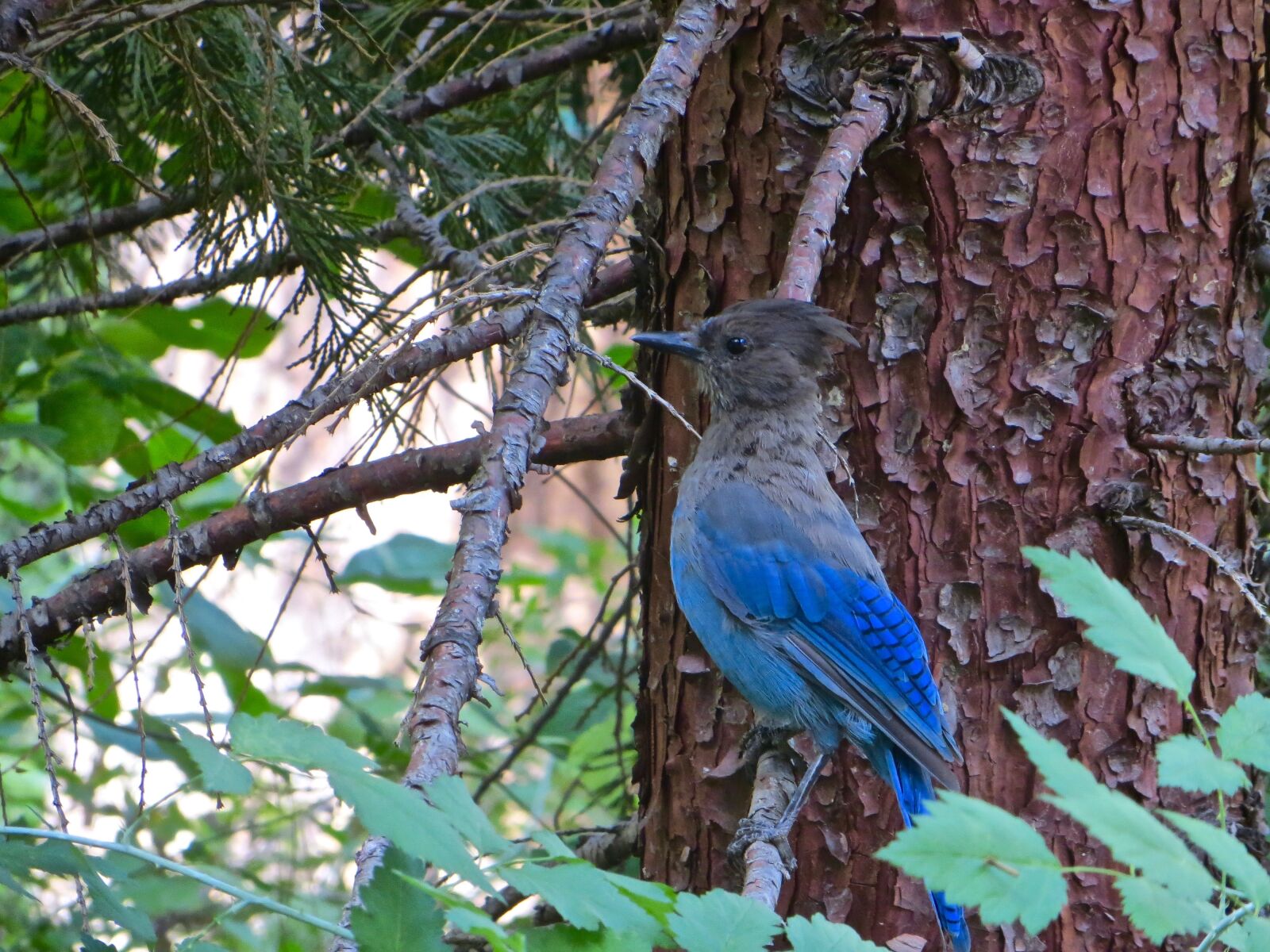 Canon PowerShot SX240 HS sample photo. Bird, tree, nature photography