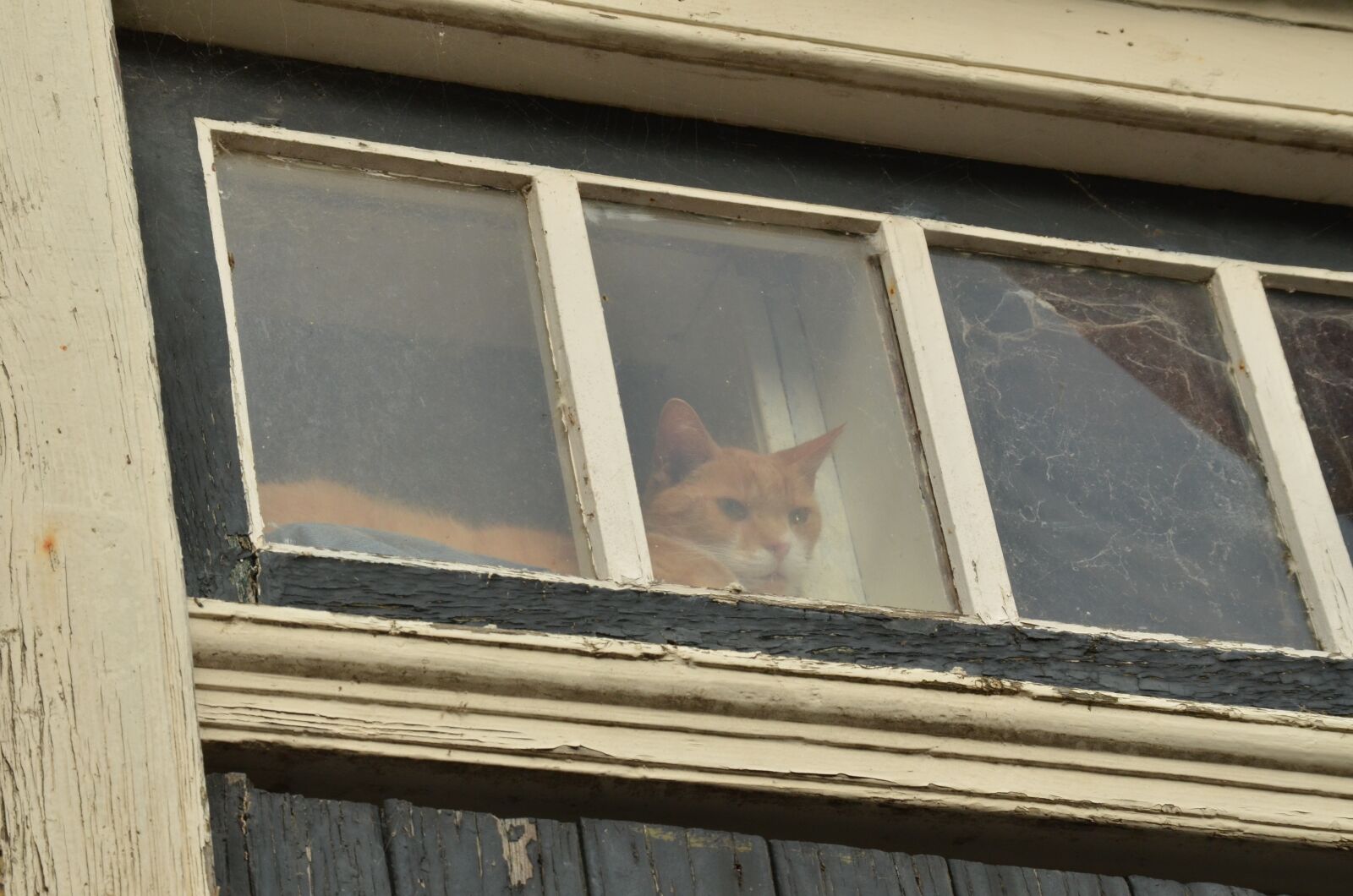 Nikon D7000 sample photo. Cat, pet, red photography
