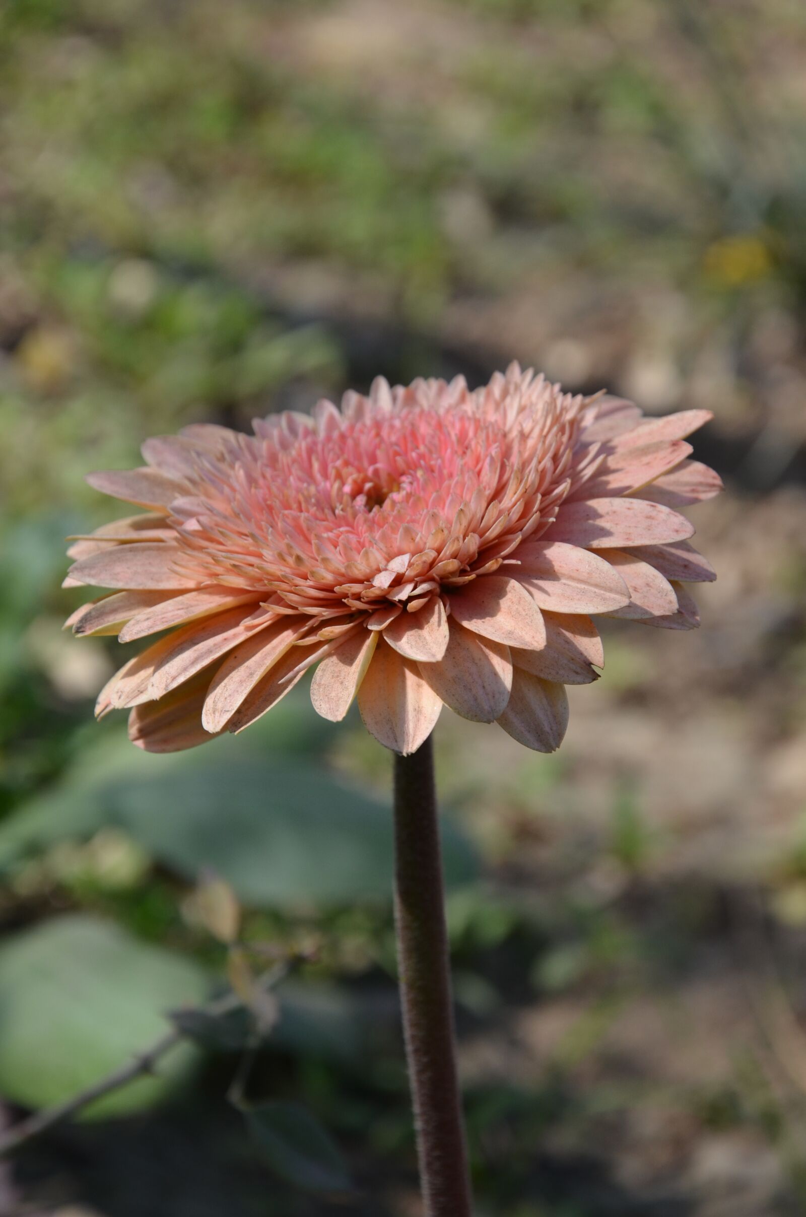 Nikon D7000 sample photo. Flower, nature, garden photography
