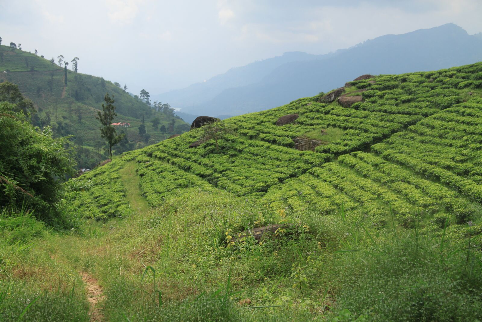 Canon EOS 500D (EOS Rebel T1i / EOS Kiss X3) sample photo. Tea, sri lanka, tea photography