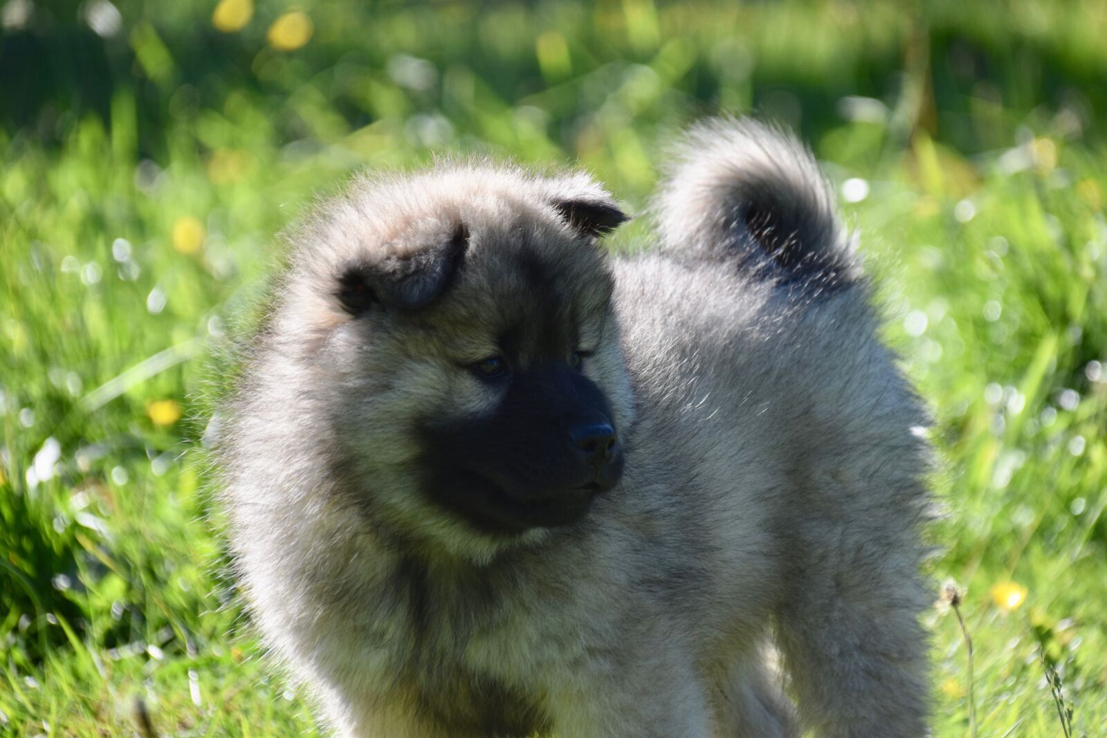 Nikon D5600 sample photo. Dog, puppy, pup photography