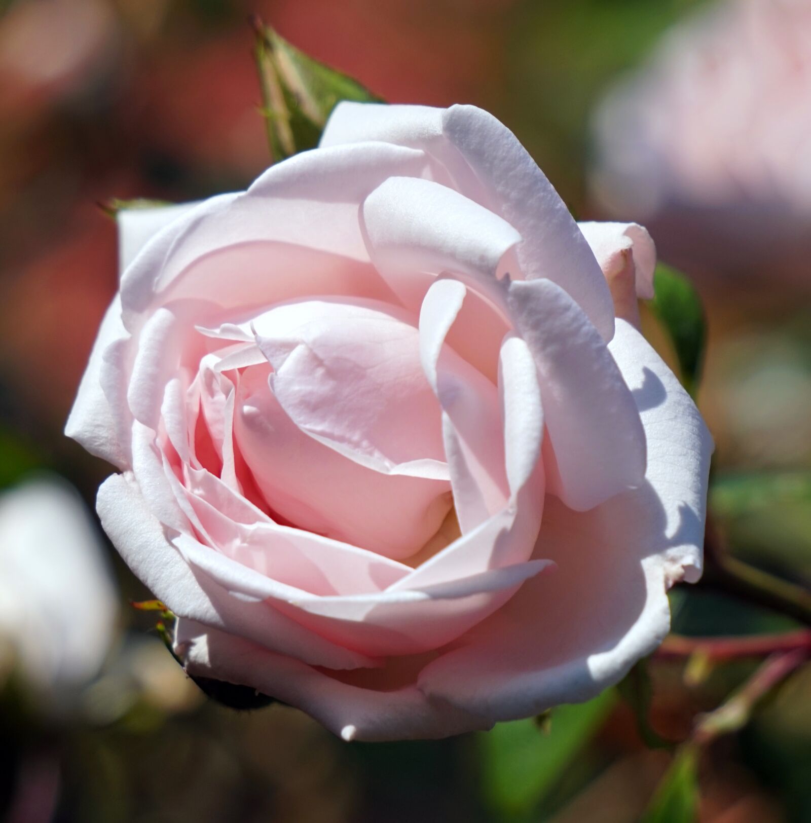 Sony Alpha a5000 (ILCE 5000) + Sony E 55-210mm F4.5-6.3 OSS sample photo. Rose, pink, blossom photography