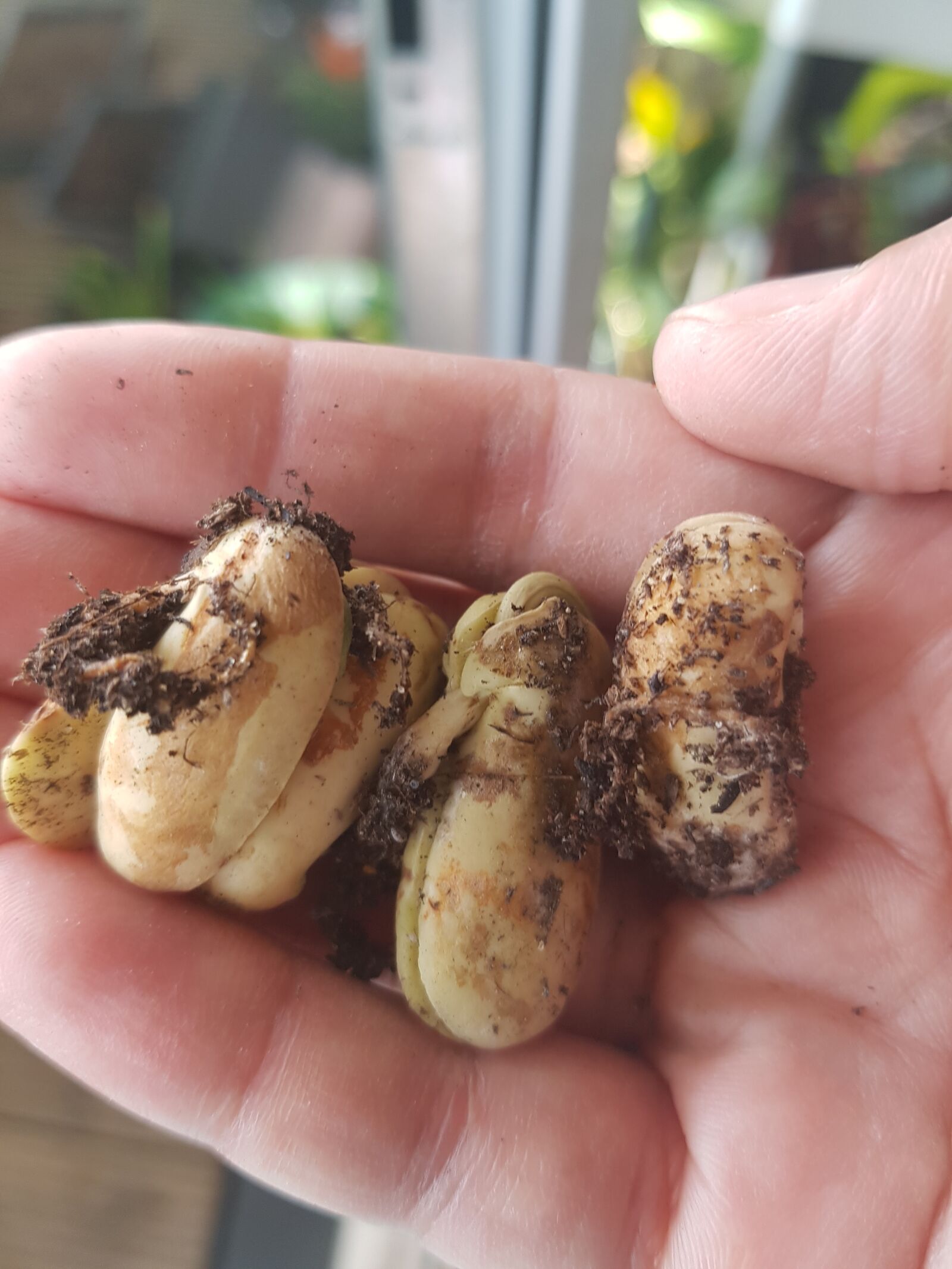 Samsung Galaxy S7 Edge sample photo. Sprouted beans, magic beans photography