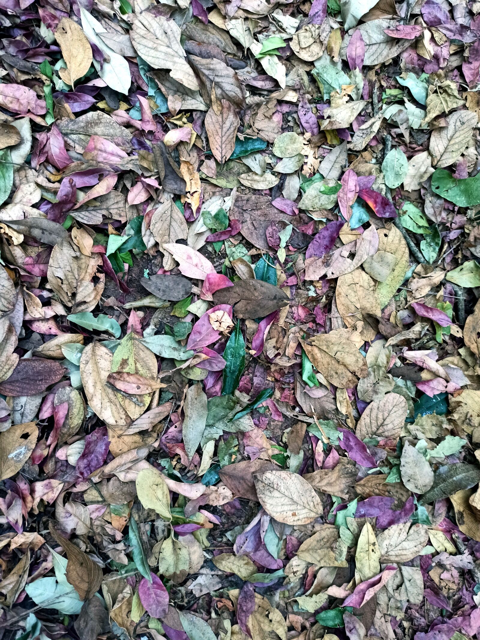 Xiaomi Redmi Note 8 Pro sample photo. Leaves, potpourri, nature photography