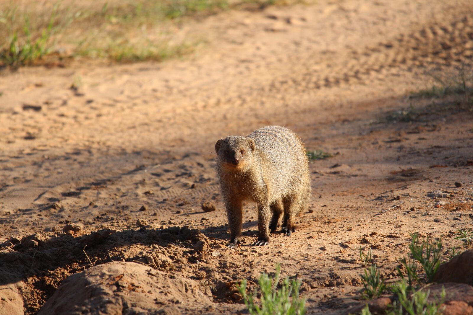 Canon EF-S 55-250mm F4-5.6 IS STM sample photo. Africa, namibia, safari photography