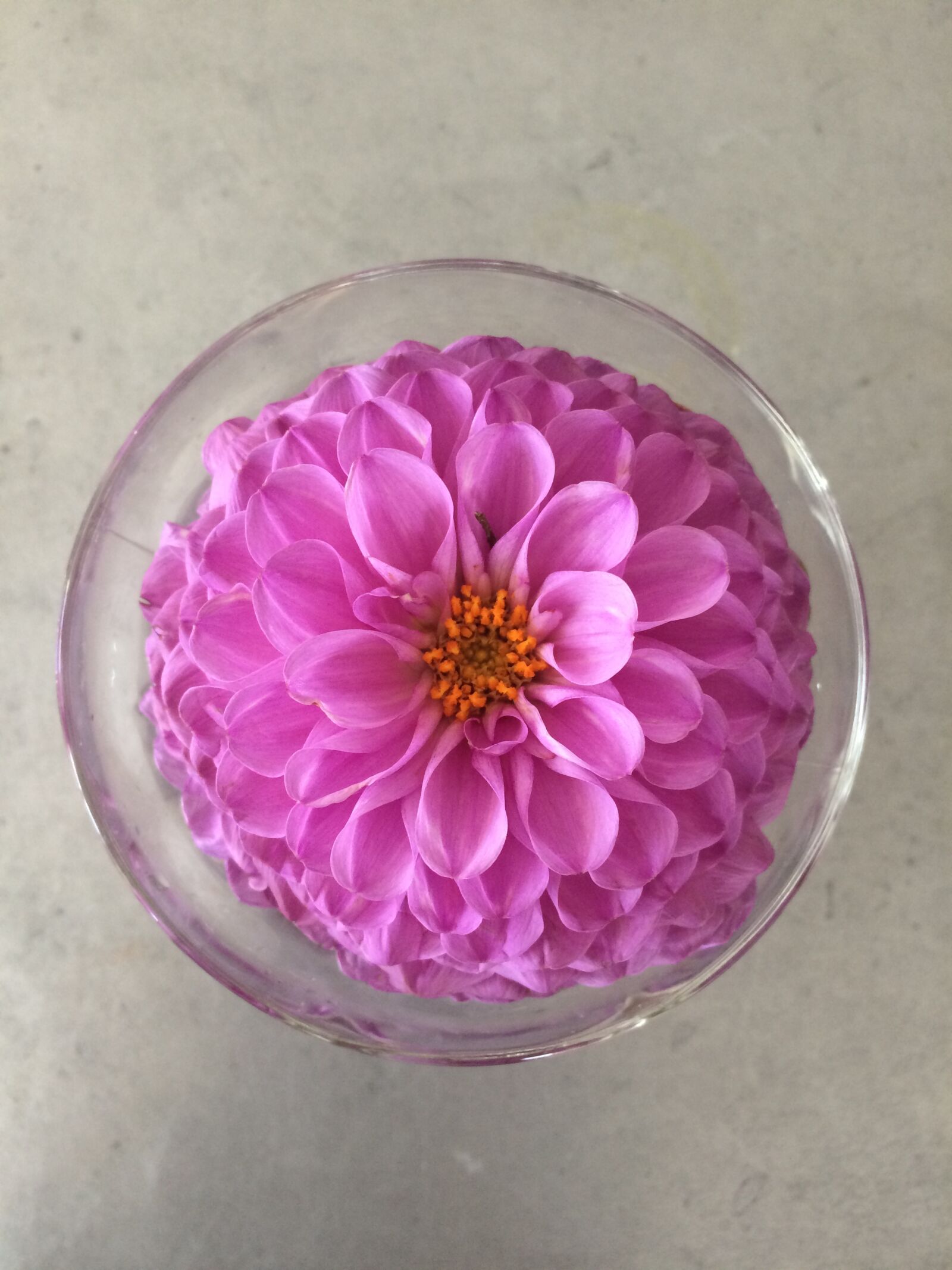 iPhone 5s back camera 4.15mm f/2.2 sample photo. Flower, vase, summer flower photography