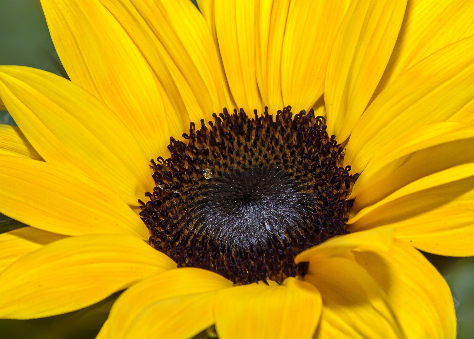 Canon EOS 50D + Canon EF 24-105mm F4L IS USM sample photo. Helianthus, sunflower, blossom photography