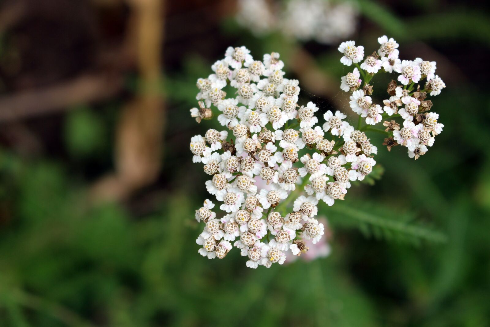 Canon EOS 700D (EOS Rebel T5i / EOS Kiss X7i) sample photo. Wild carrot, wild plant photography
