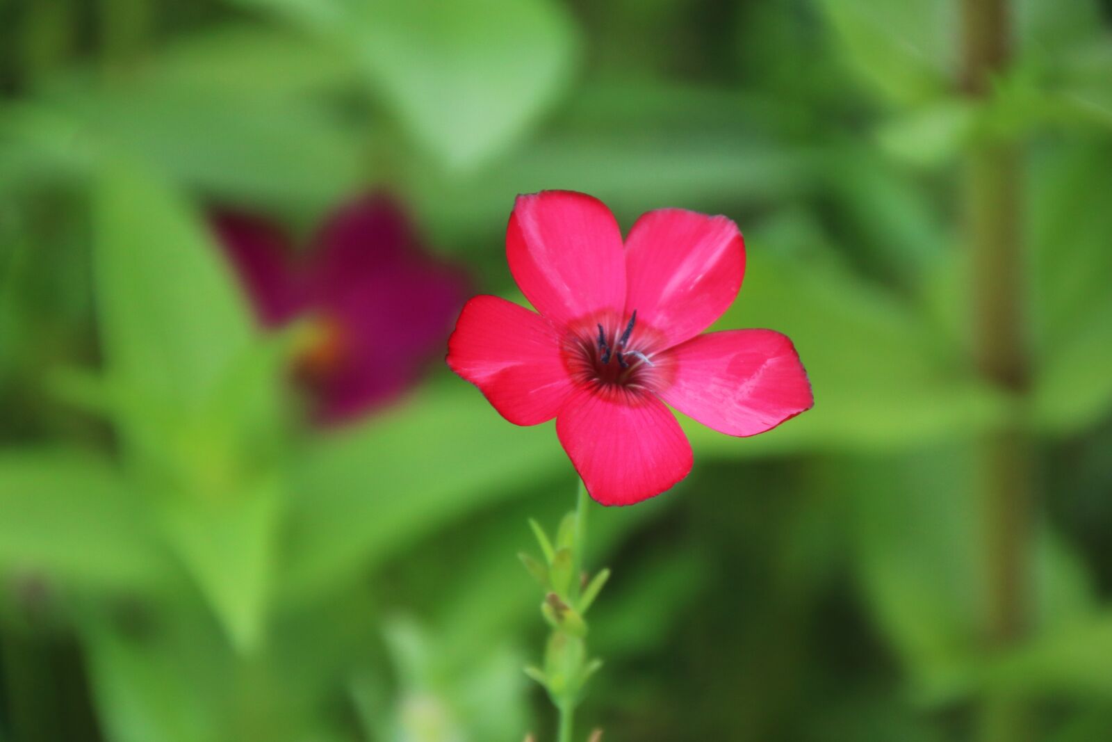 Canon EOS 750D (EOS Rebel T6i / EOS Kiss X8i) sample photo. Flower, beauty, nature photography