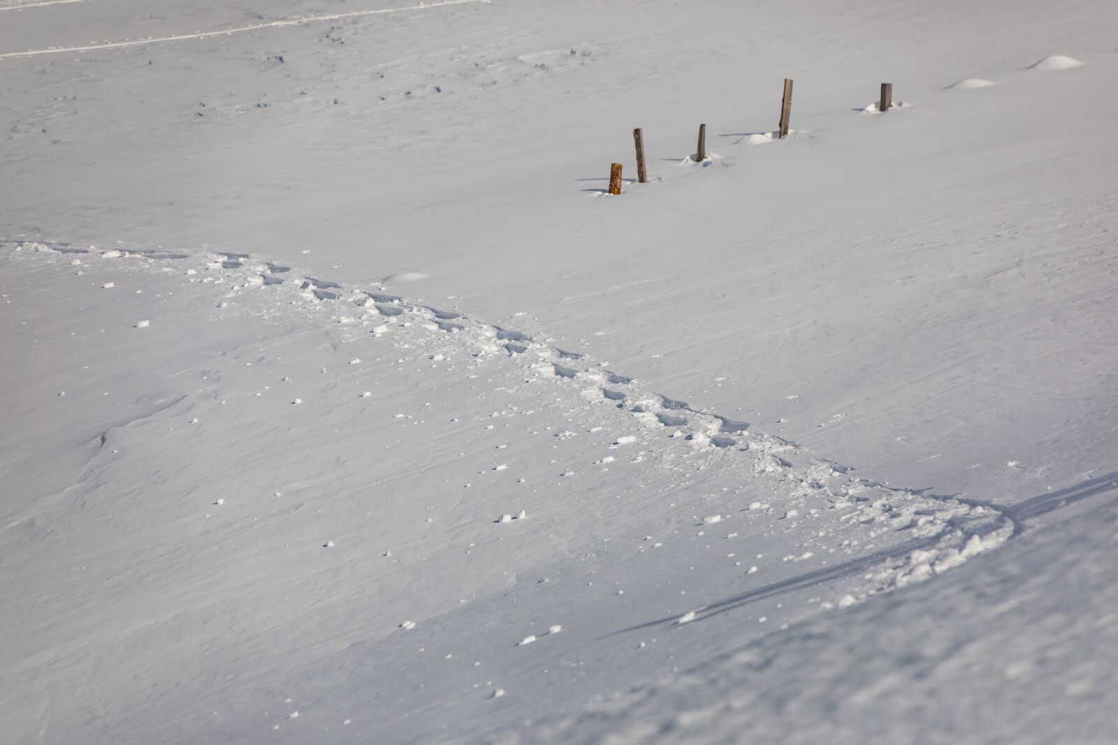Canon EOS 5D Mark IV sample photo. Snow, traces, snow shoes photography