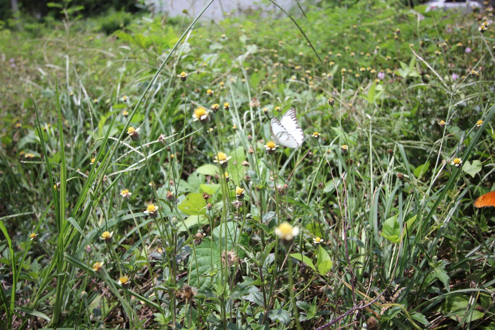 Canon EOS 550D (EOS Rebel T2i / EOS Kiss X4) sample photo. Nature, grass, butterfly photography