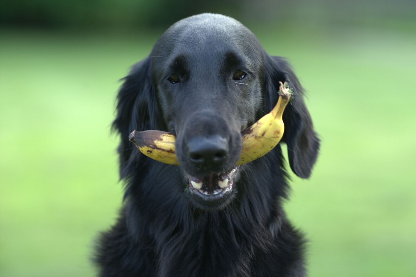 Canon EOS-1D Mark III sample photo. Flatcoated, retriever, dog photography