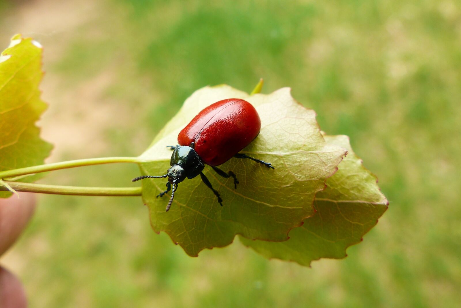 Panasonic Lumix DMC-FZ200 sample photo. Nature, summer, at the photography