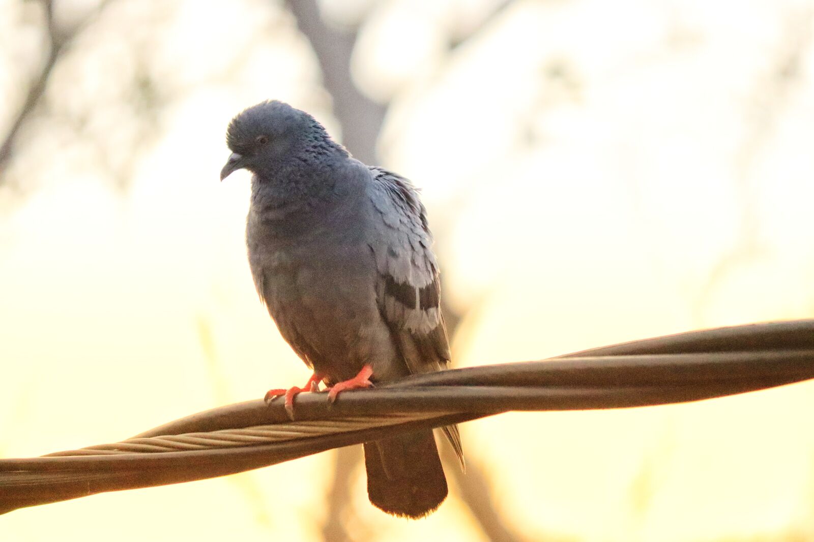 Canon EOS 250D (EOS Rebel SL3 / EOS Kiss X10 / EOS 200D II) sample photo. Pigeons, birds, nature photography